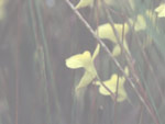 Utricularia macrocheilos - Blüte
