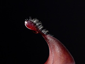Heliamphora ciliata