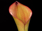 Heliamphora exappendiculata