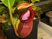Nepenthes macrophylla