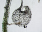 Utricularia alpina x endresii - Fangblase