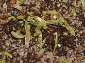 Utricularia appendiculata