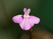 Utricularia arnhemica - Blüte