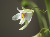 Utricularia asplundii - Blüte