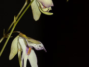 Utricularia asplundii