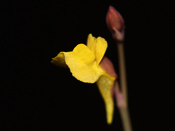 Utricularia bifida - Blüte
