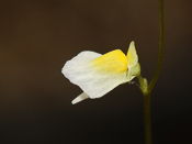 Utricularia bisquamata 'Gifberg'