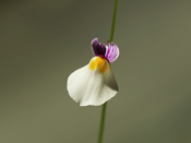 Utricularia blanchetii - Blüte