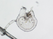Utricularia blanchetii - Fangblase