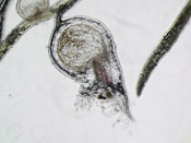 Utricularia caerulea - Fangblase