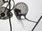 Utricularia calycifida - Fangblase