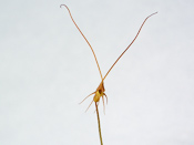 Utricularia capilliflora
