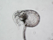 Utricularia delicatula - Fangblase