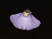 Utricularia dichotoma