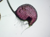 Utricularia dichotoma - Fangblase