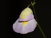 Utricularia endresii - Blüte