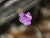 Utricularia geoffrayi - Blüte