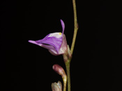 Utricularia geoffrayi
