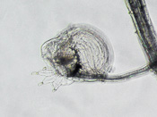 Utricularia geoffrayi - Fangblase