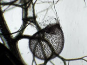 Utricularia hydrocarpa - Fangblase