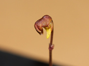 Utricularia aff.lasiocaulis