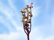 Utricularia longeciliata - kleistogame Blüten