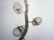 Utricularia mannii - Fangblase