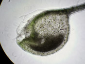 Utricularia menziesii - Fangblase