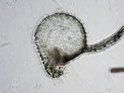 Utricularia moniliformis - Fangblase
