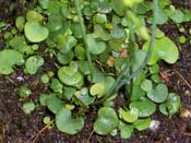 Utricularia nephrophylla