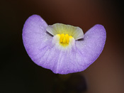 Utricularia paulineae - Blüte