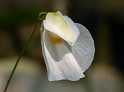 Utricularia praetermissa - Blüte