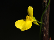 Utricularia prehensilis - Blüte