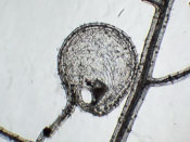 Utricularia quelchii x praetermissa - Fangblase