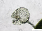Utricularia rostrata - Fangblase