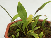 Utricularia spec. Panama