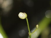 Utricularia subulata - kleistogame Blüte