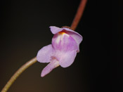 Utricularia tridentata - Blüte