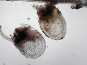 Utricularia tridentata - Fangblase