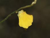 Utricularia troupinii - Blüte