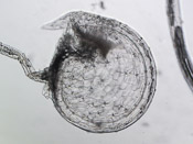 Utricularia uniflora - Fangblase