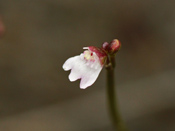 Utricularia westonii - Blüte